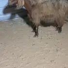 للبيع عنز مصريه كفو دافع شرط على السونار ( تم البيع )