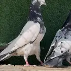 حمام باكستاني سخي