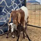 عنز خلفه طيبه