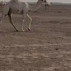 حواره على خزام البواتل بعير ابن حضينان