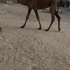 بكرا صفرا حواره