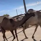 للبيع البكار