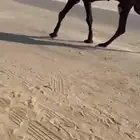 بعير سليم وشروظ