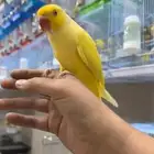 تم البيع تم البيع دره ذكر متكلم بطل