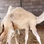 قعودين تربيه صحتها طيبه