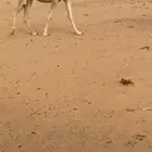 لقحة رمانيه طيب للبيع
