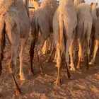 قعدان للبيع