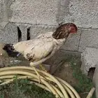 جوز دجاج شامو ياباني