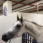 حصان شعبي للبيع
