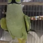 للبيع ببغاء الدرة اليف ومتكلم