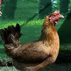 دجاج عربي اصيل ترثه سلالة نقية الدم