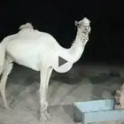 قعود طوع العمر لقي الموقع   شمال عفيف