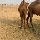 قعود شحم فاخر