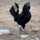 ديك للبيع اسود