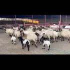غنم نعيم دفيع
