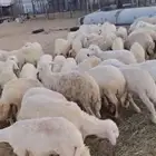 للبيع رخال 63