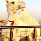 البيع ناقة حيسونيه