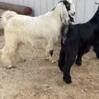 تيوس عوارض لبانيه