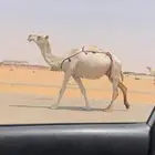 لقحه وضحا طيبه السوم 6500