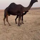 للبيع خلفه هديه   الخرج