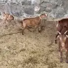 تيوس جنوبة