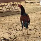 النماص بدوه