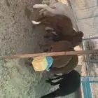 للبيع سواكن