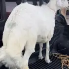 طلي جبر مشروط