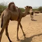 حاشي للبيع
