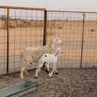 حرية رباعية معها رخل