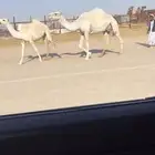 خفوت وضحا