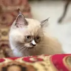 قط ذكر راغدول عمره سنه و4 شهور مطعم غير معقم أليف جدا