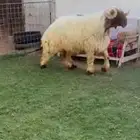 فحل نعيمي خصم نادر مشروط القريع