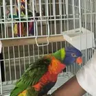 ببغاء لوري أنثى أليفه