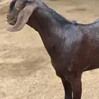 مشروع فحل كايف