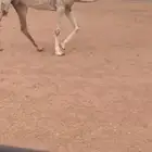 للبيع القحه الكفو