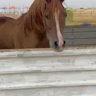 بيع خيل