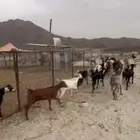 وادي ترج