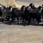 سوق غرب الرياض بن جربوع