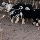 نجد