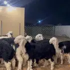 ذبايح نجد فاخره