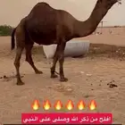 بحير احمر ساحلي