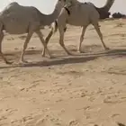 للبيع عشرا وضحا منتج جاهزه لضراب