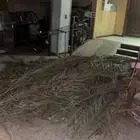 سلام عليكم يوجد سعف نخيل