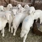 البيع طليان