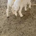 طليان