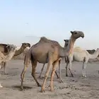 بعير رماني منتج شاق ساسه على رمان عميق الدوسري