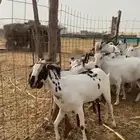 غنم صنف بيشي