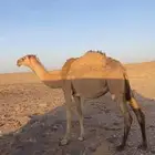 قعود وبكره للبيع