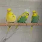 عصافير بادجي للبيع